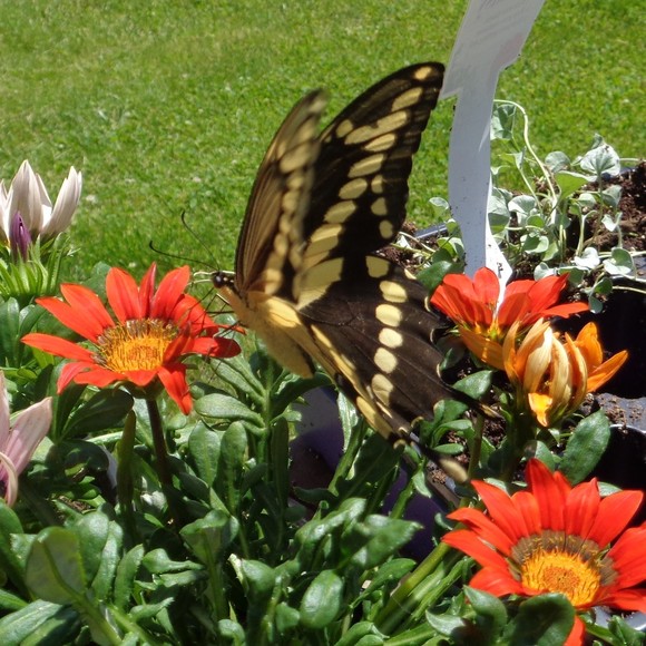 Meet your Posher, Posh - Picture 1 of 1